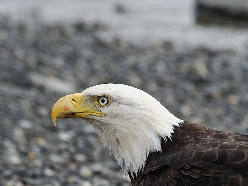 Alaska Wildlife-48.JPG